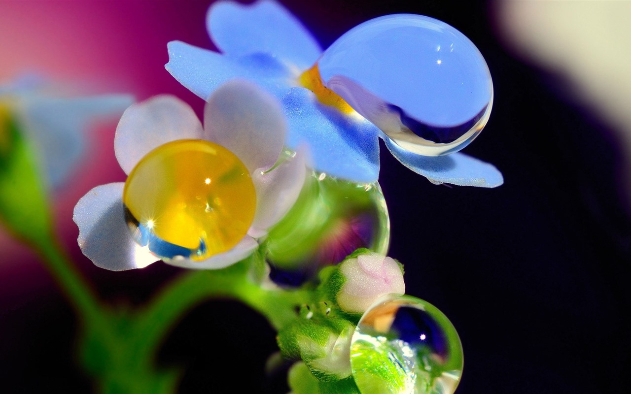 Beautiful flowers with dew HD wallpapers #11 - 1280x800