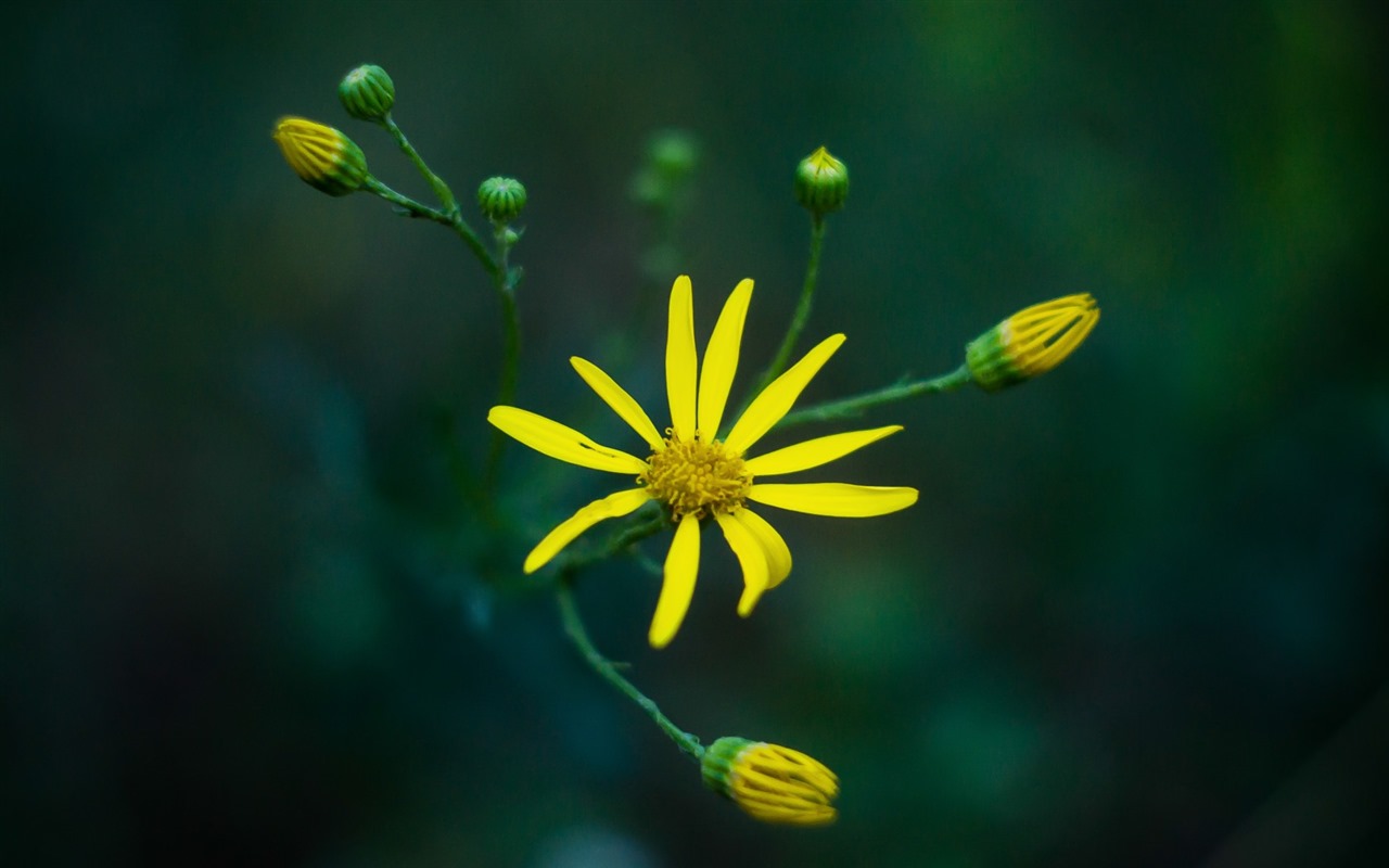 Hermosas flores con fondos de pantalla de alta definición de rocío #12 - 1280x800