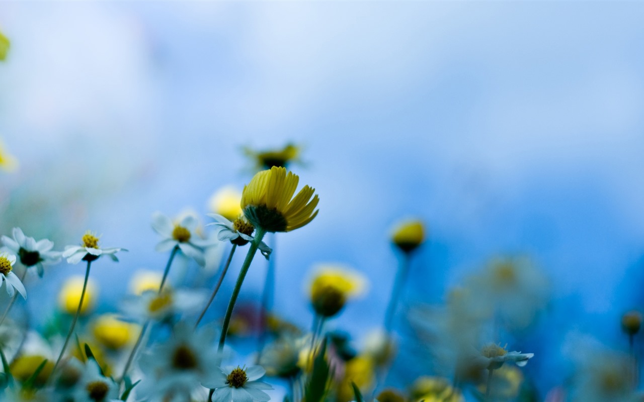 이슬의 HD 월페이퍼와 함께 아름 다운 꽃 #25 - 1280x800