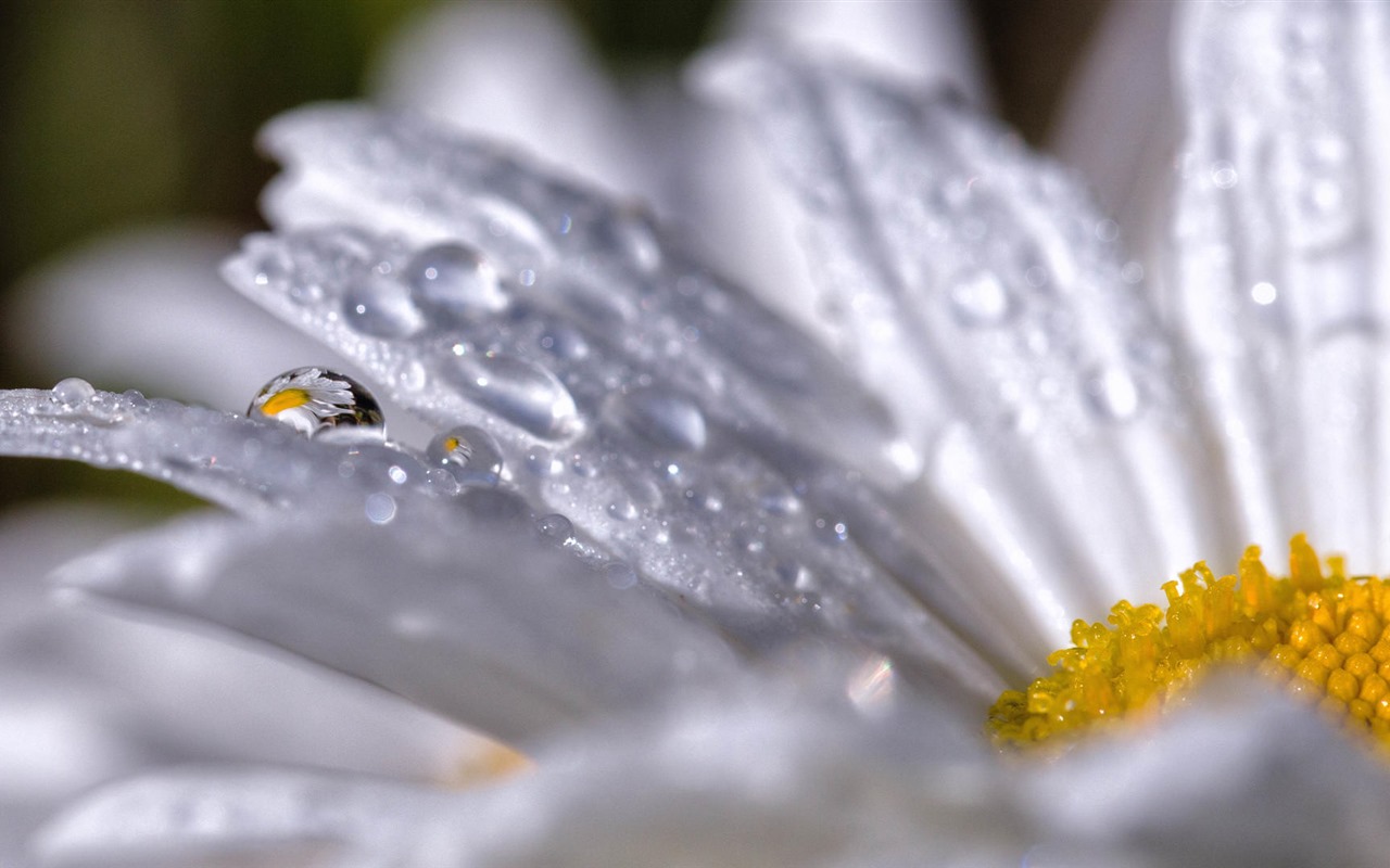 Beautiful flowers with dew HD wallpapers #28 - 1280x800