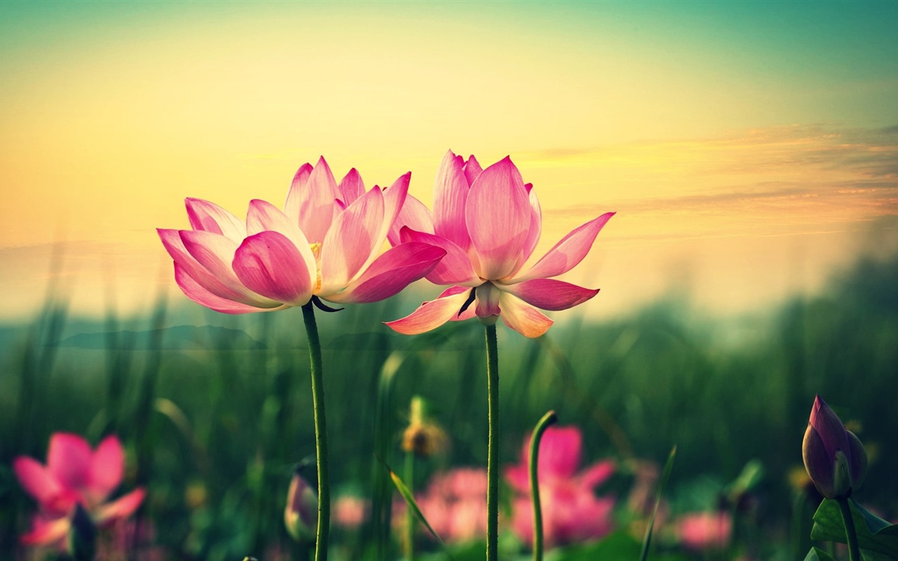 Beautiful flowers with dew HD wallpapers #33 - 1280x800