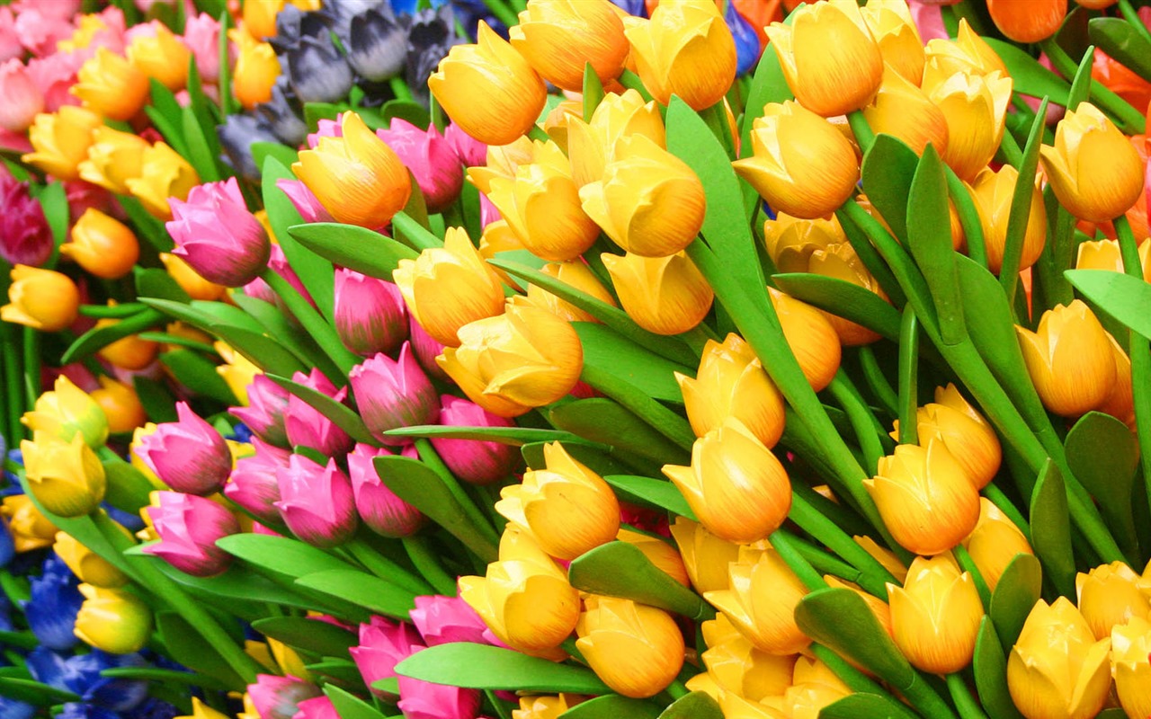 Fonds d'écran HD tulipes fleurs fraîches et colorées #1 - 1280x800