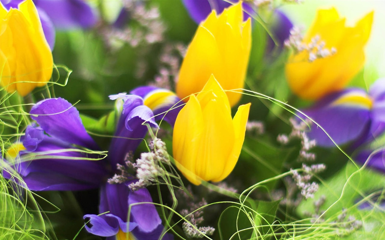 Fonds d'écran HD tulipes fleurs fraîches et colorées #2 - 1280x800