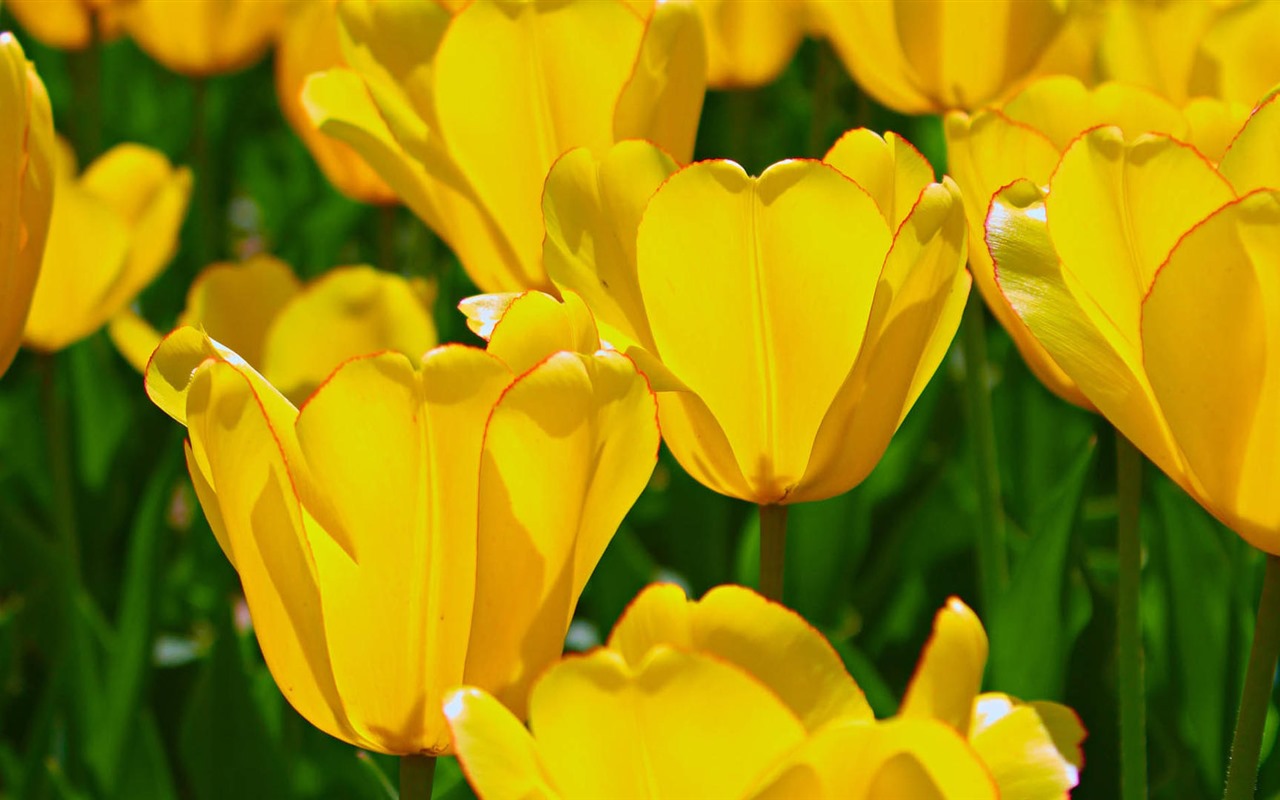 Fondos de pantalla HD de flores tulipanes frescos y coloridos #5 - 1280x800