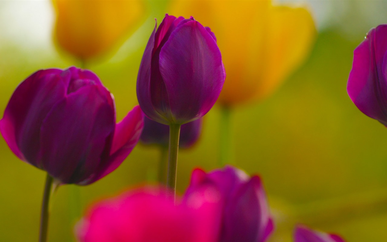 Fresh and colorful tulips flower HD wallpapers #9 - 1280x800