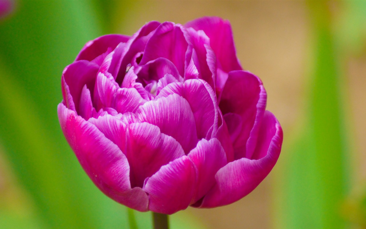 Čerstvé a barevné tulipány květinové HD tapety na plochu #11 - 1280x800