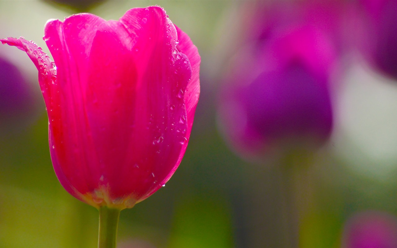 Čerstvé a barevné tulipány květinové HD tapety na plochu #12 - 1280x800