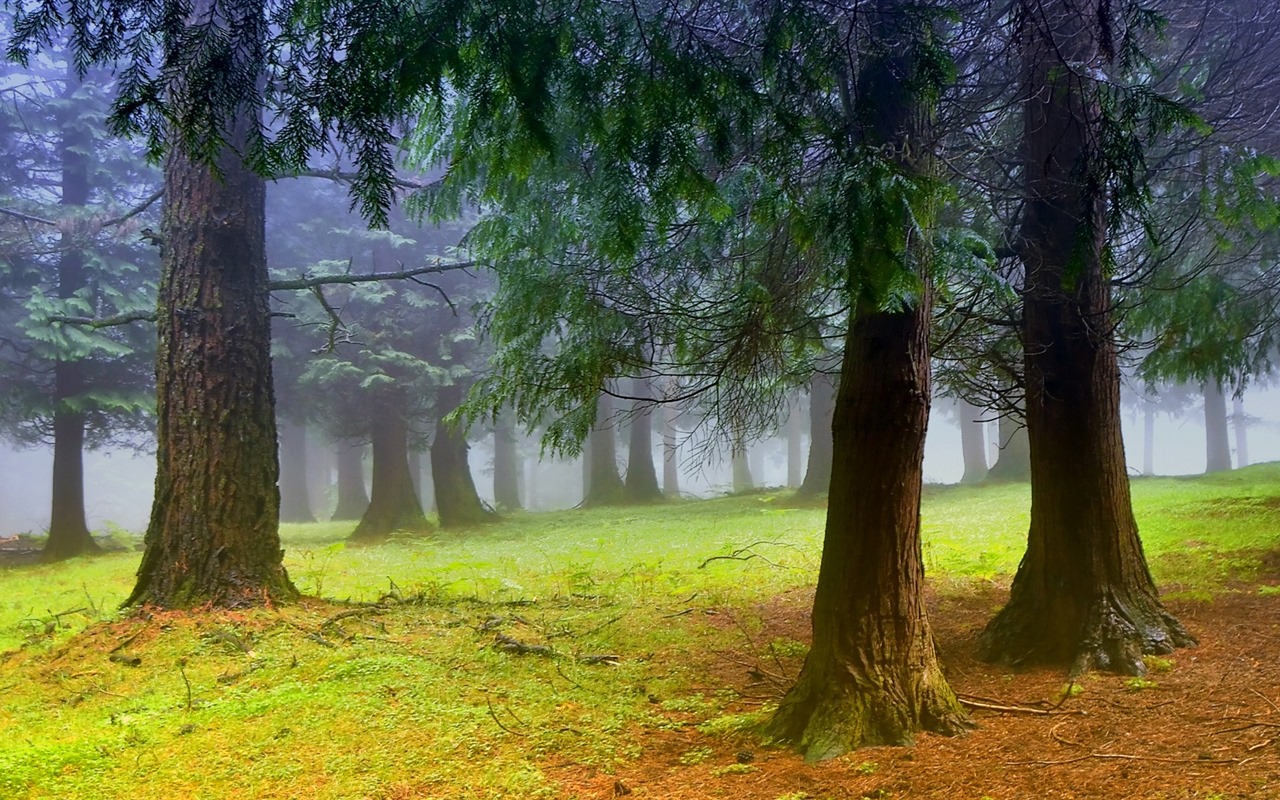 나무, 산, 물, 일출과 일몰, 자연 풍경의 HD 배경 화면 #15 - 1280x800