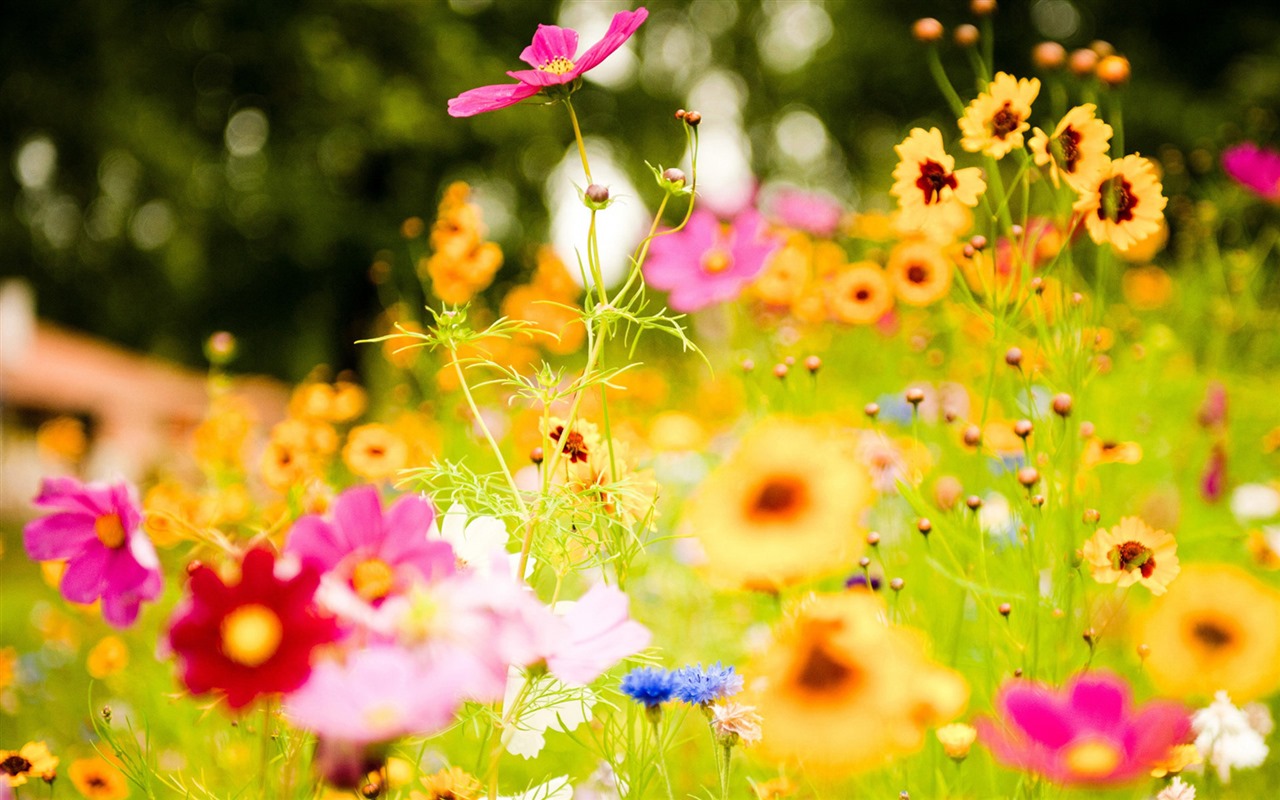 신선한 꽃과 식물을 테마로 바탕 화면을 봄 #6 - 1280x800