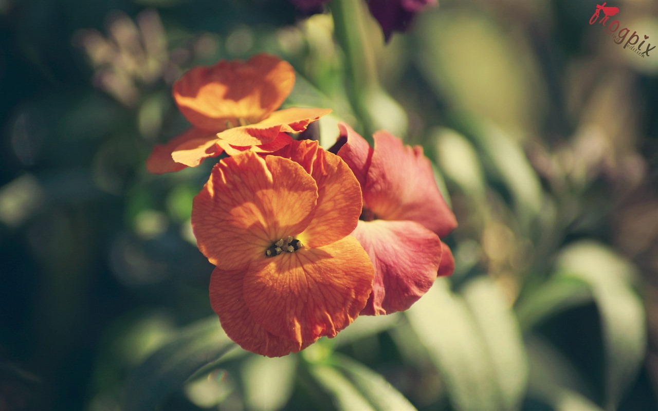 신선한 꽃과 식물을 테마로 바탕 화면을 봄 #8 - 1280x800