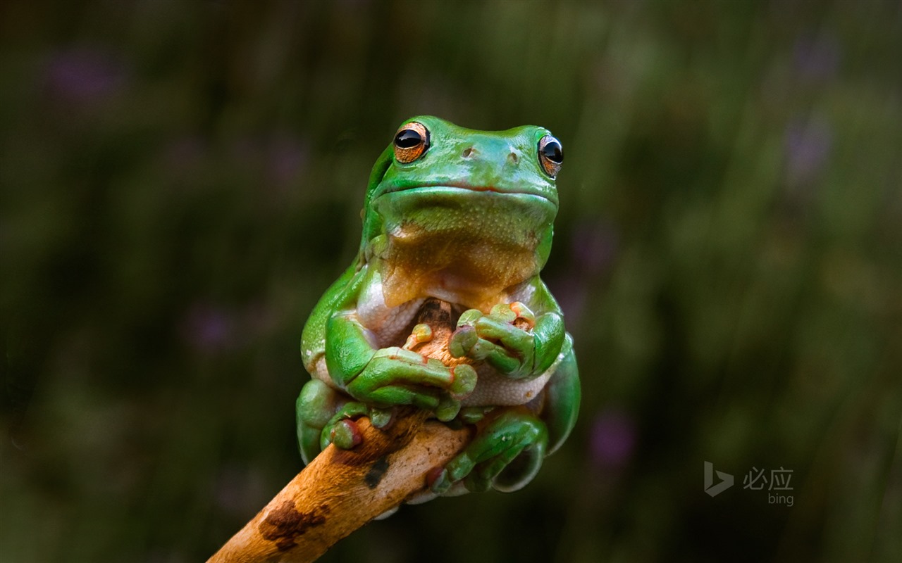 Février 2016 fonds d'écran Bing thème HD #2 - 1280x800