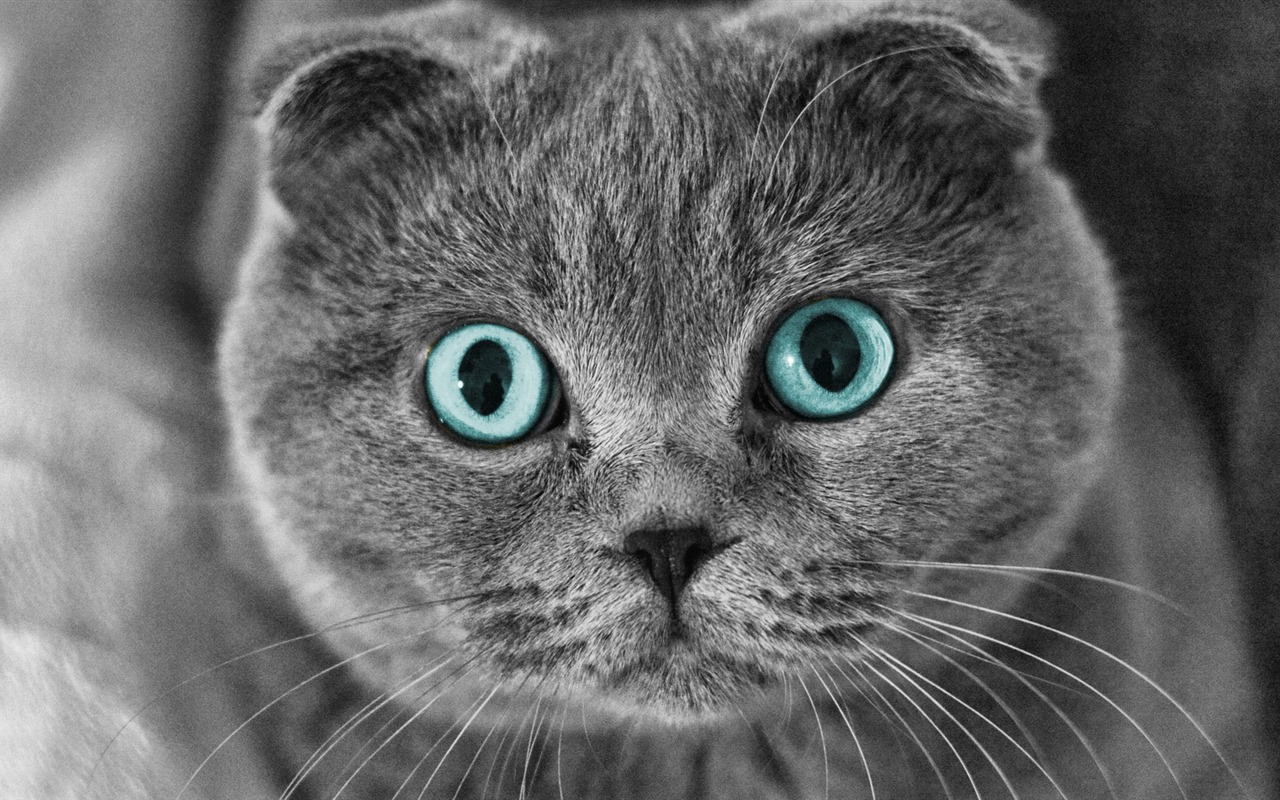 귀여운 애완 동물, 스코틀랜드 배 고양이의 HD 배경 화면 #1 - 1280x800