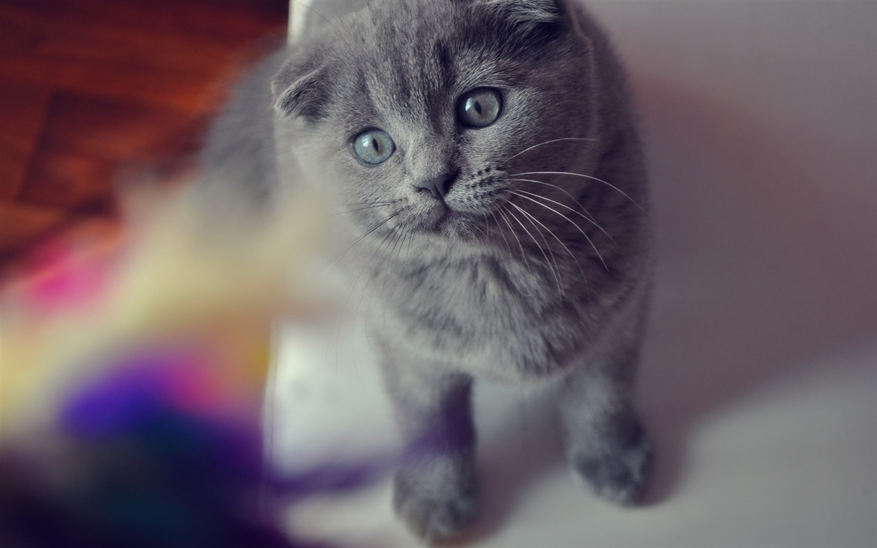 Cute pets, Scottish Fold cat HD wallpapers #6 - 1280x800