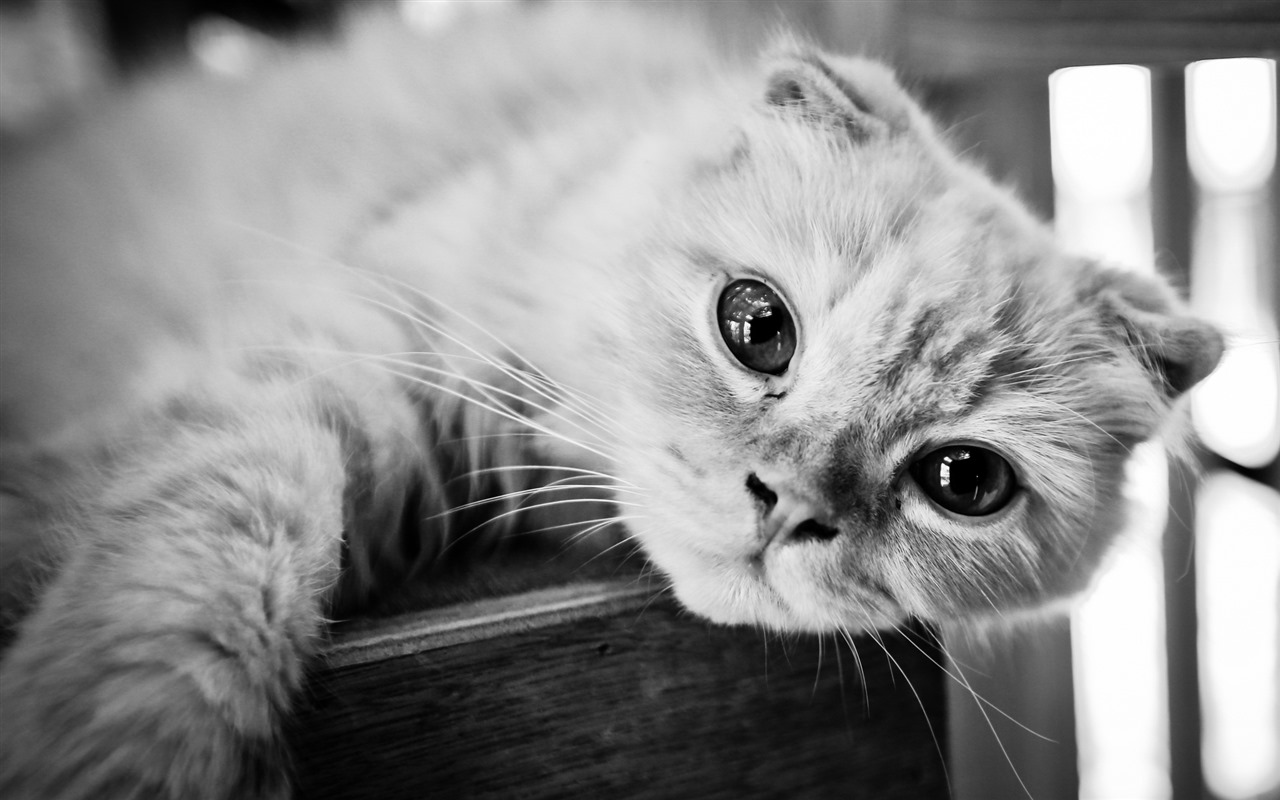 Cute pets, Scottish Fold cat HD wallpapers #10 - 1280x800