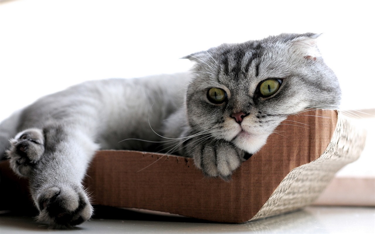 Cute pets, Scottish Fold cat HD wallpapers #11 - 1280x800