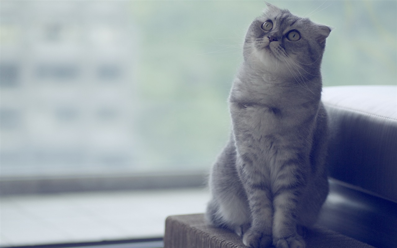 Cute pets, Scottish Fold cat HD wallpapers #12 - 1280x800