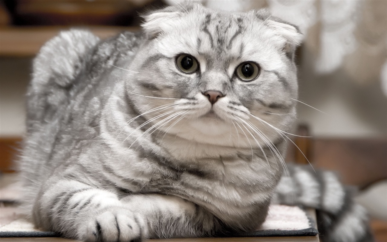 Cute pets, Scottish Fold cat HD wallpapers #14 - 1280x800