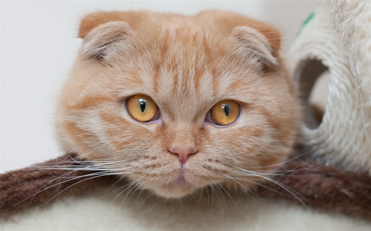 Cute pets, Scottish Fold cat HD wallpapers #15 - 1280x800