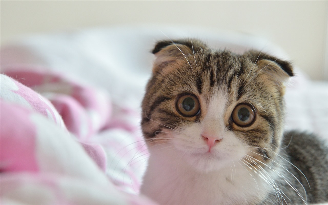 Cute pets, Scottish Fold cat HD wallpapers #17 - 1280x800