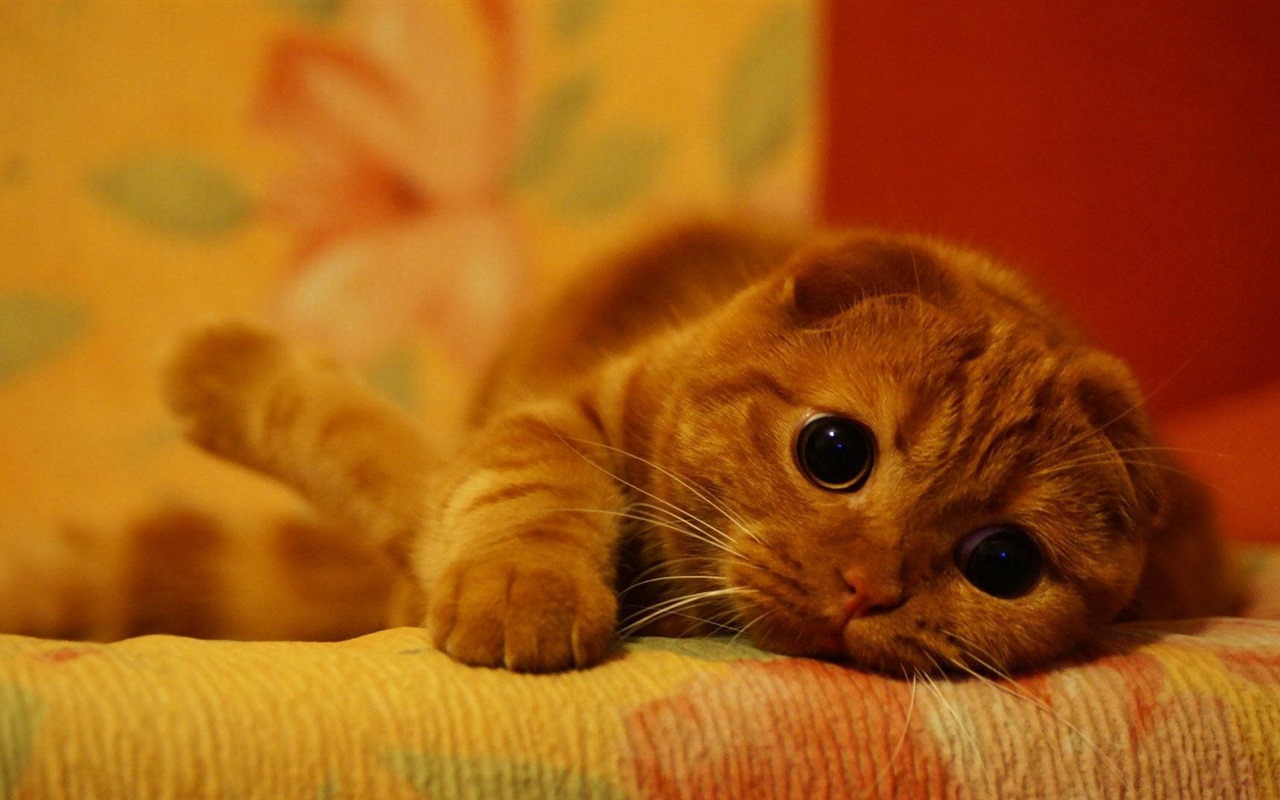 Cute pets, Scottish Fold cat HD wallpapers #18 - 1280x800