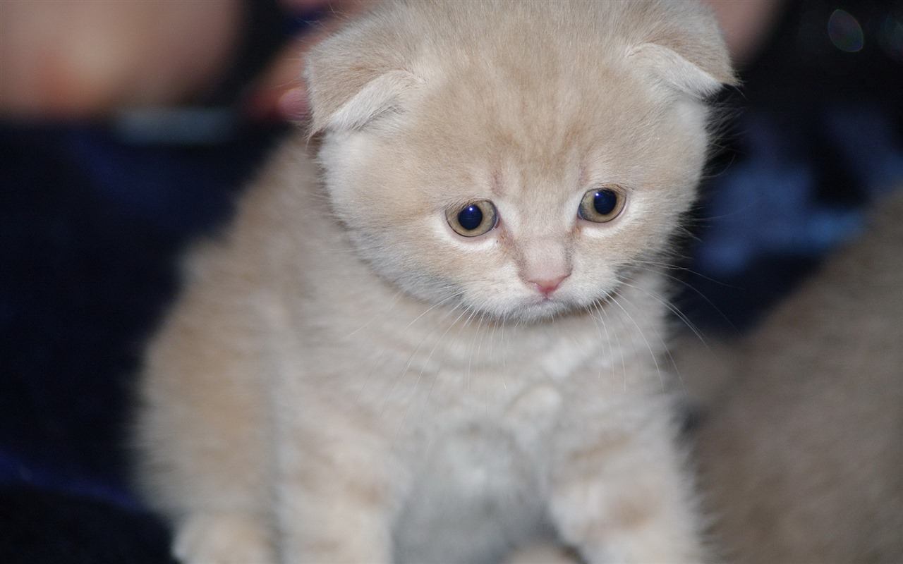 Cute pets, Scottish Fold cat HD wallpapers #20 - 1280x800