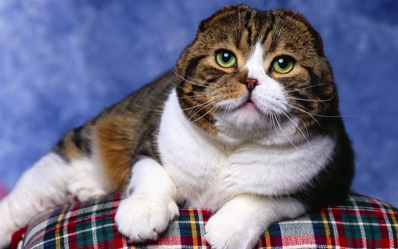 Roztomilé domácí zvířata, Scottish Fold kočka HD tapety na plochu #27 - 1280x800