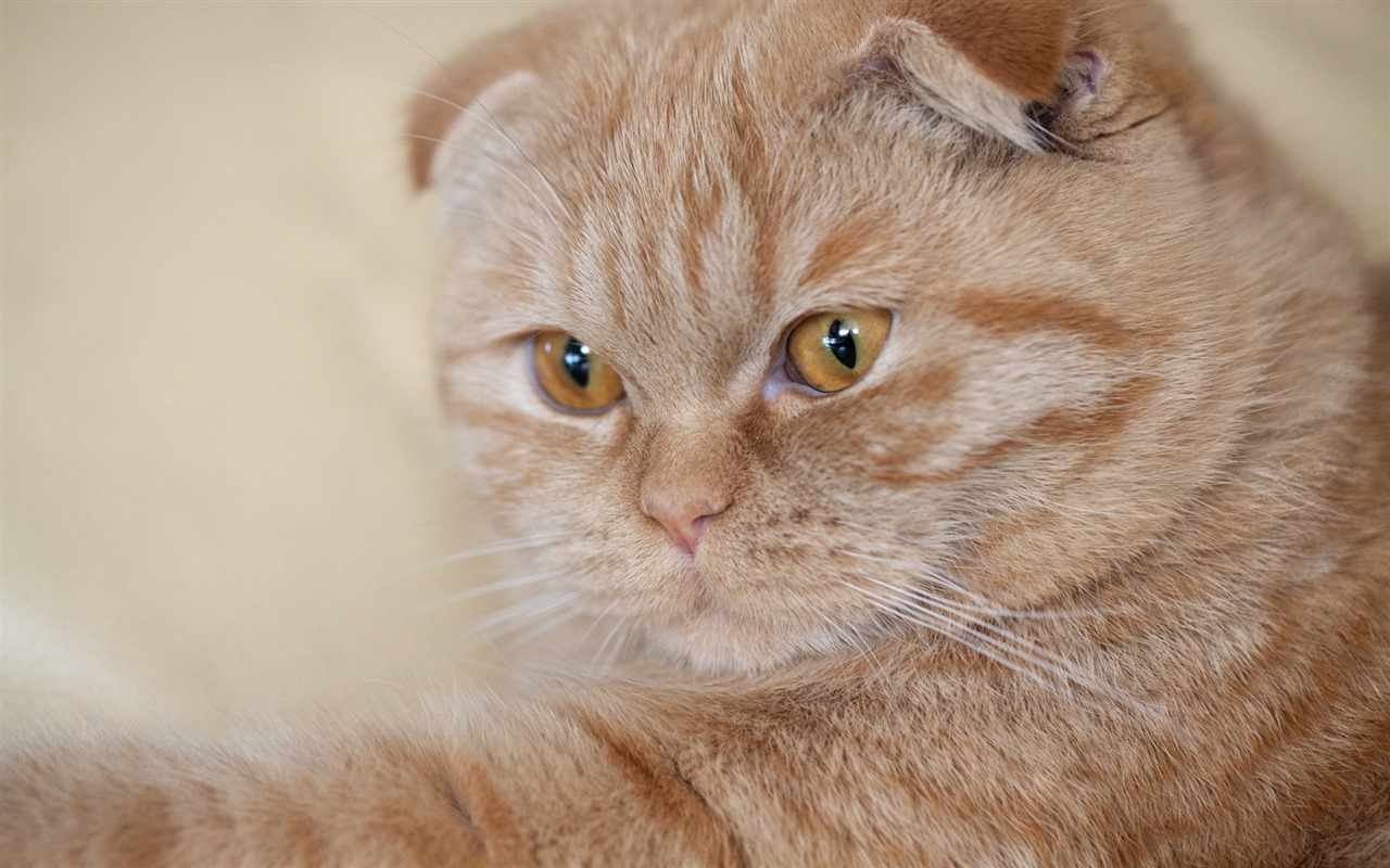 tiernas mascotas, fondos de pantalla HD escoceses plegable el gato #36 - 1280x800