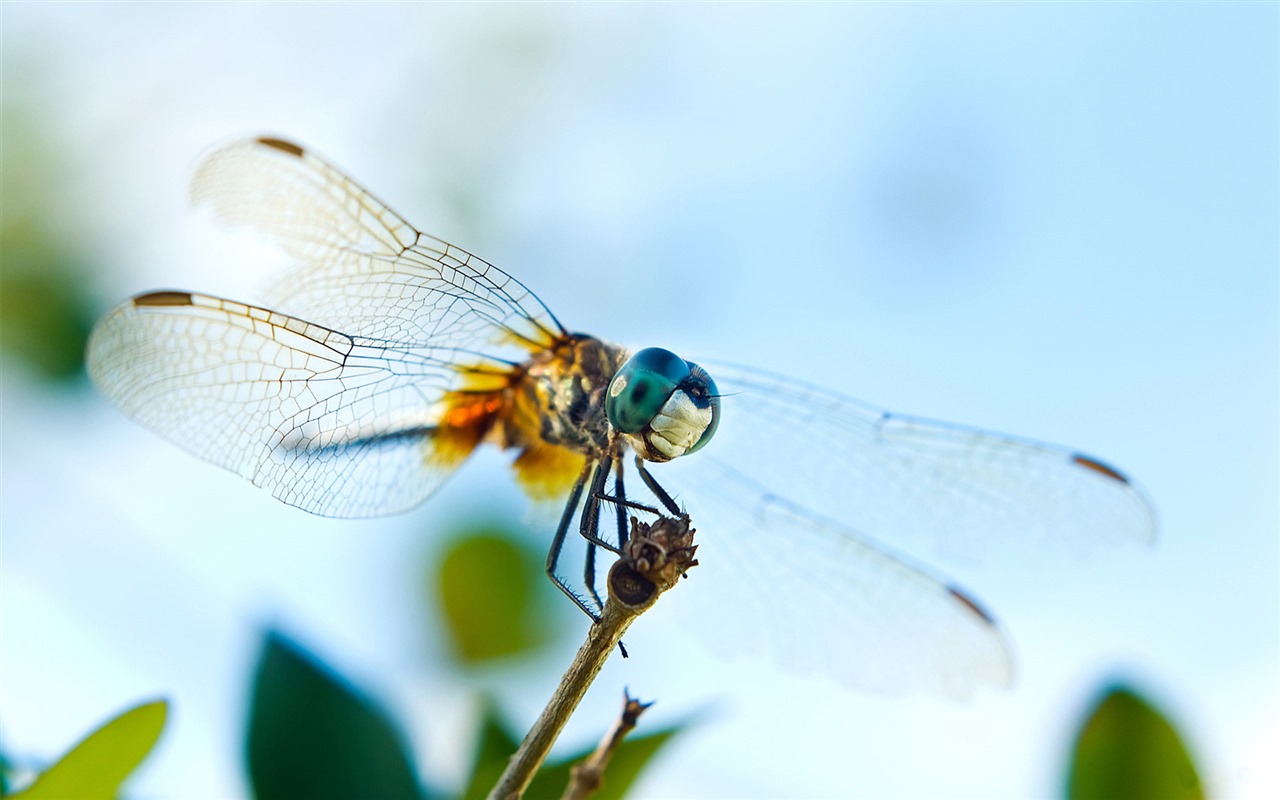 昆虫特写，蜻蜓高清壁纸1 - 1280x800