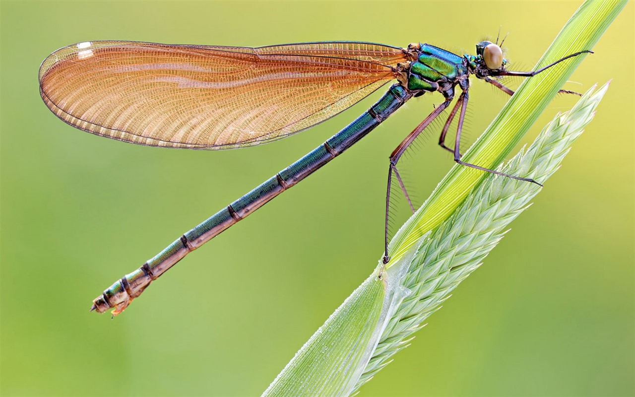 Insecte close-up, fonds d'écran HD libellule #2 - 1280x800