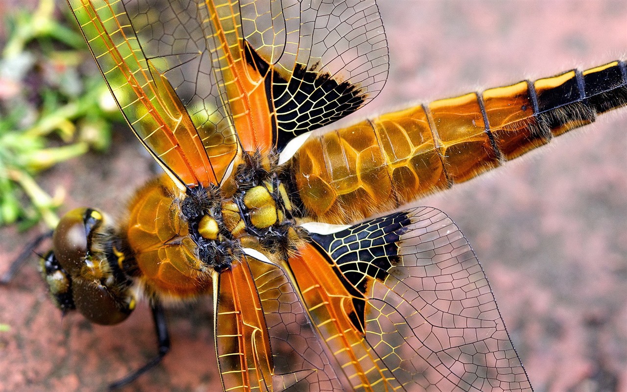 Insecte close-up, fonds d'écran HD libellule #4 - 1280x800