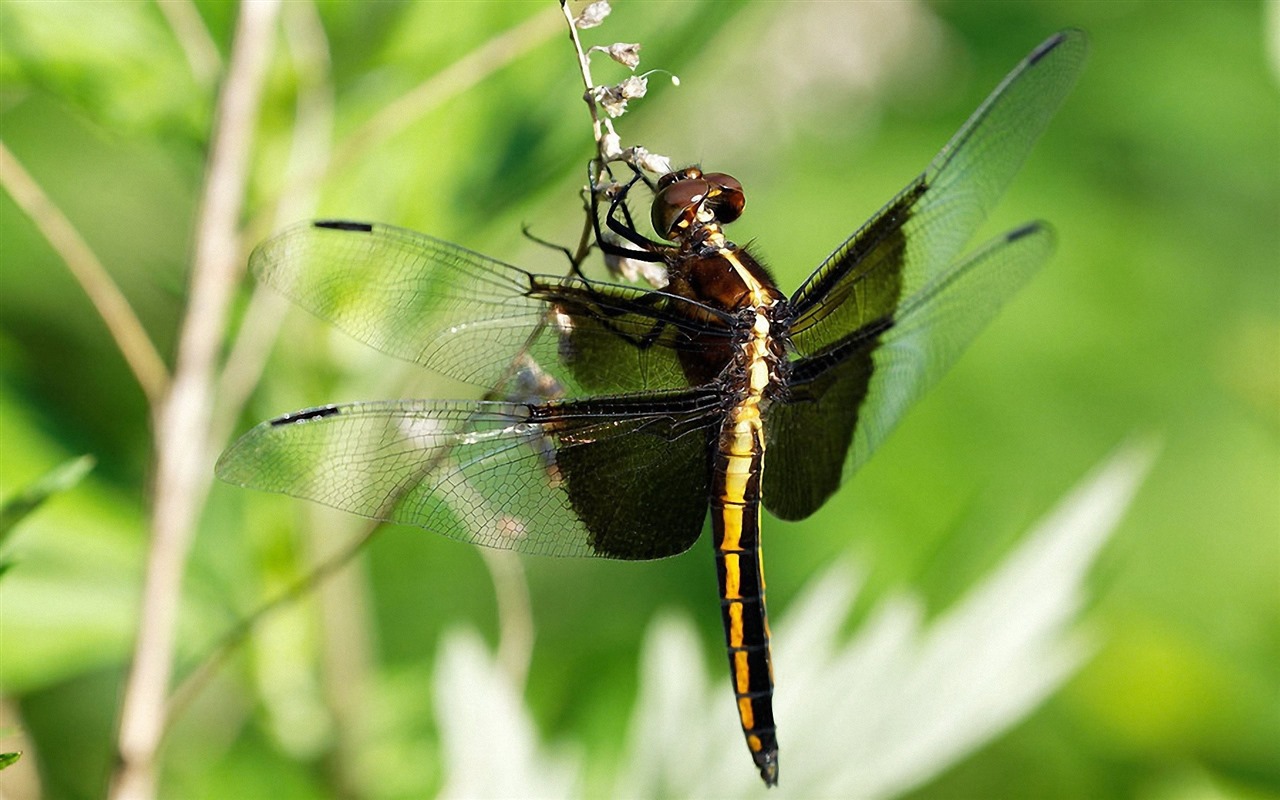 Insecte close-up, fonds d'écran HD libellule #5 - 1280x800