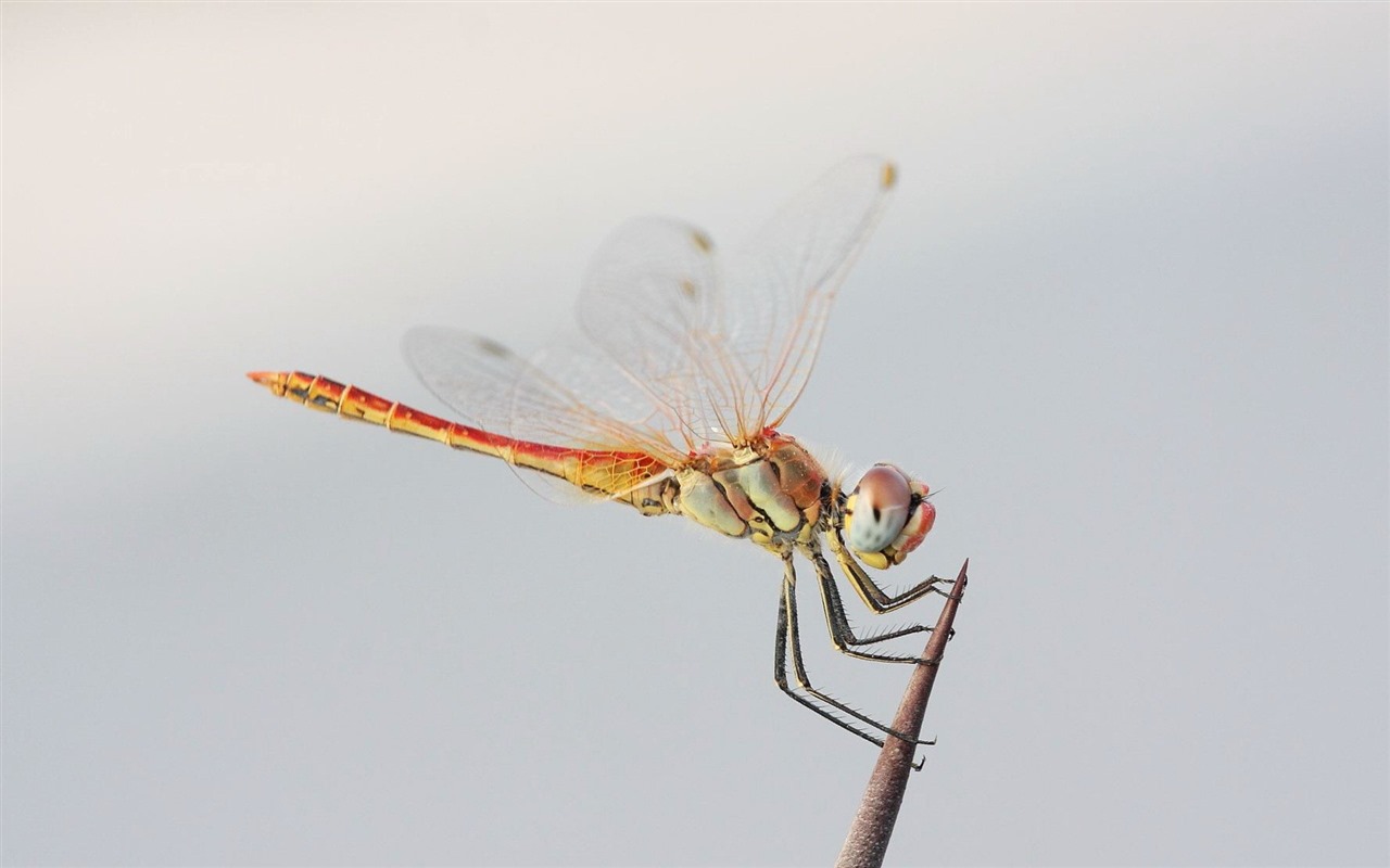 Insecte close-up, fonds d'écran HD libellule #6 - 1280x800