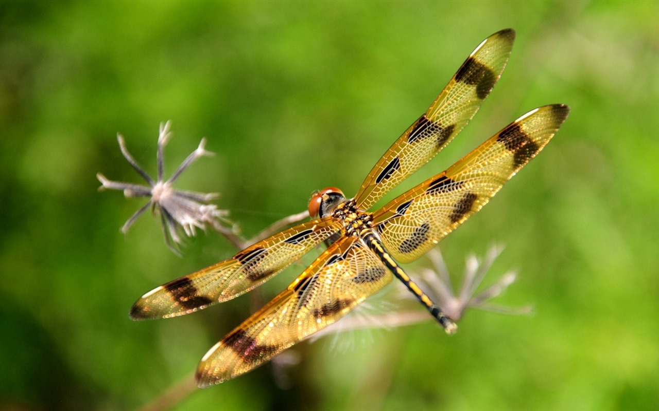 Insecte close-up, fonds d'écran HD libellule #11 - 1280x800