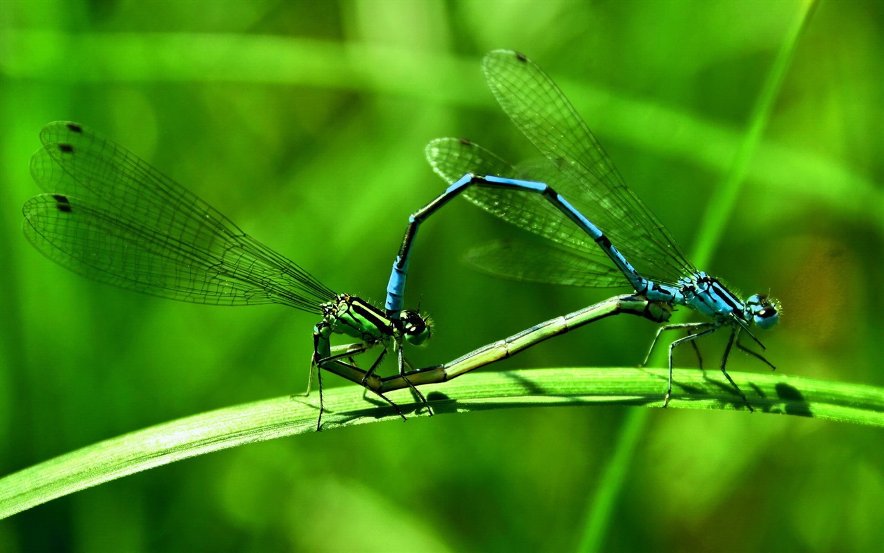 Insecte close-up, fonds d'écran HD libellule #14 - 1280x800