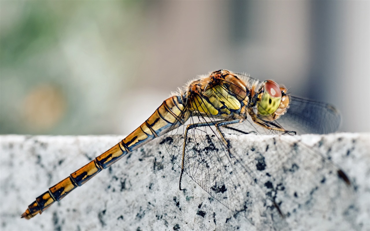 Insecte close-up, fonds d'écran HD libellule #17 - 1280x800