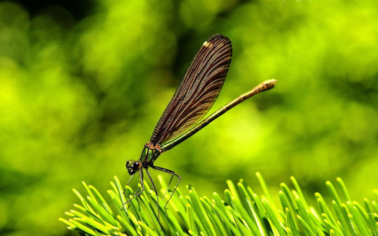 Insectos primer plano, fondos de pantalla de alta definición de la libélula #18 - 1280x800