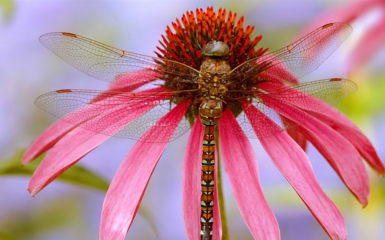 昆虫特写，蜻蜓高清壁纸20 - 1280x800