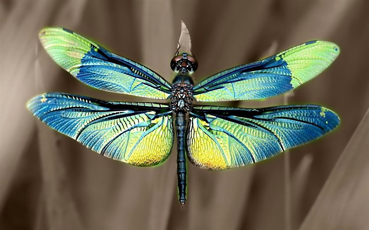 Insectos primer plano, fondos de pantalla de alta definición de la libélula #35 - 1280x800
