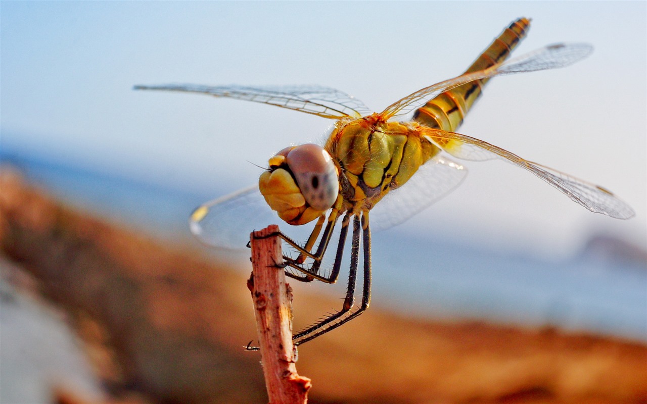 昆虫特写，蜻蜓高清壁纸39 - 1280x800