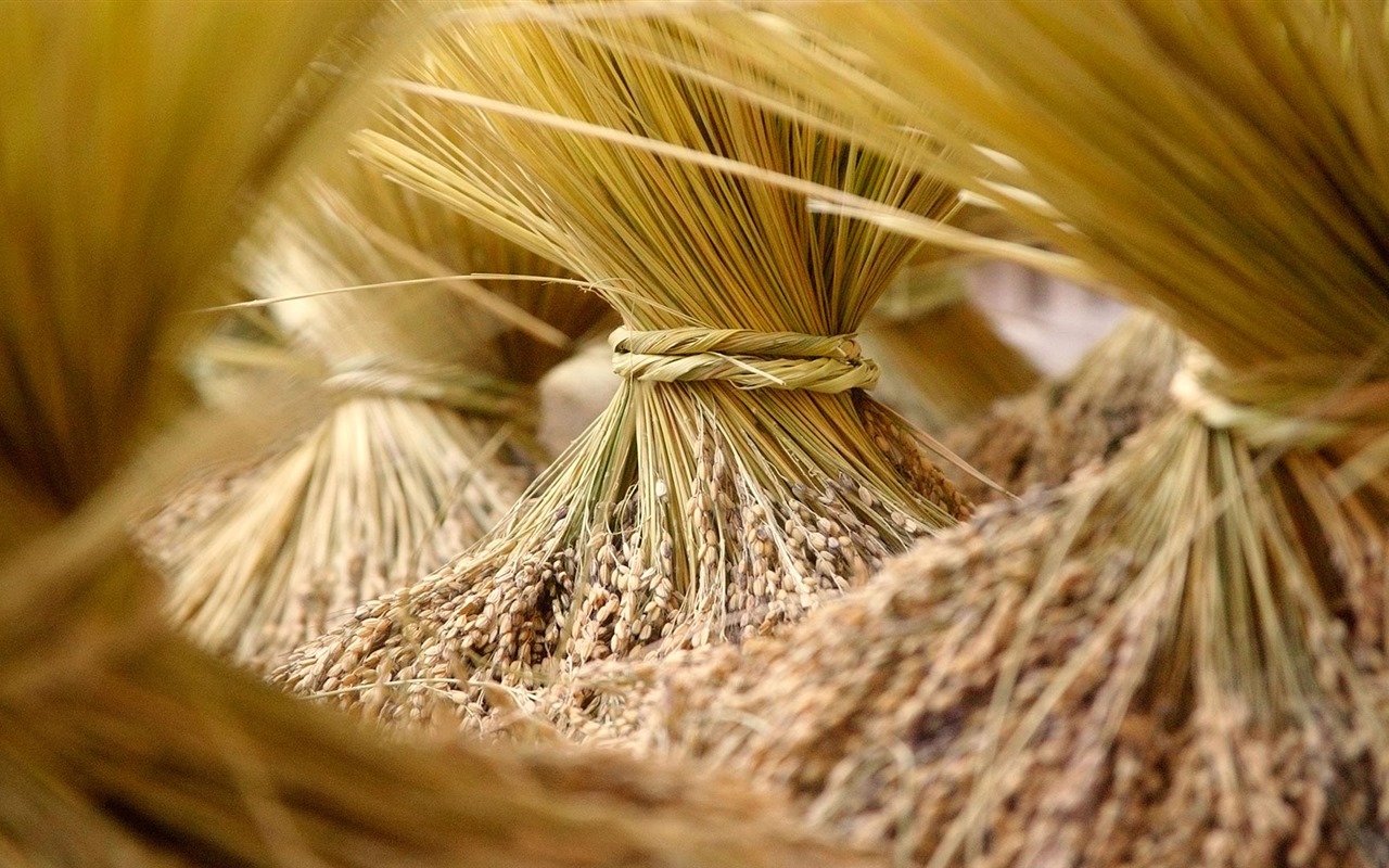 Septiembre de 2016 Bing tema HD fondos de pantalla (2) #6 - 1280x800