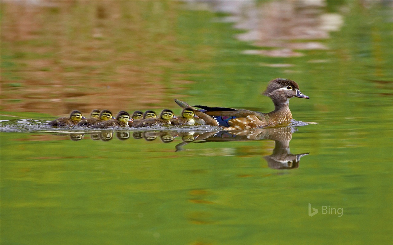 Mai 2017 Bing Thema der hochauflösenden Hintergrundbild #10 - 1280x800