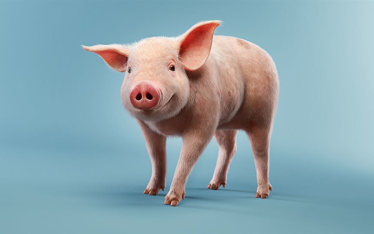 Свинья год о свиньи HD обои #1 - 1280x800