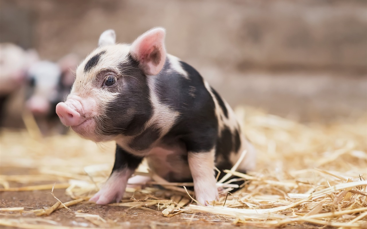 Pig Year about pigs HD wallpapers #2 - 1280x800