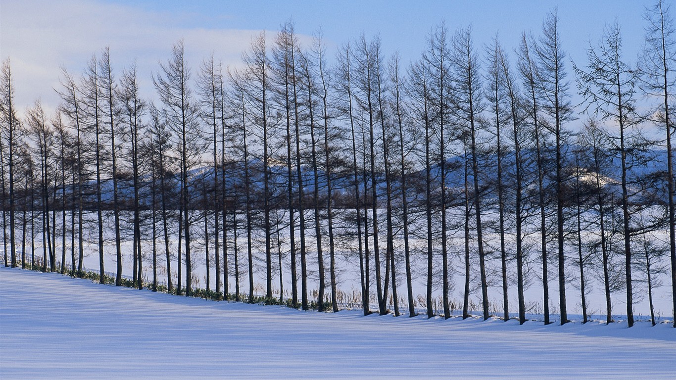 Sníh les tapety (1) #1 - 1366x768