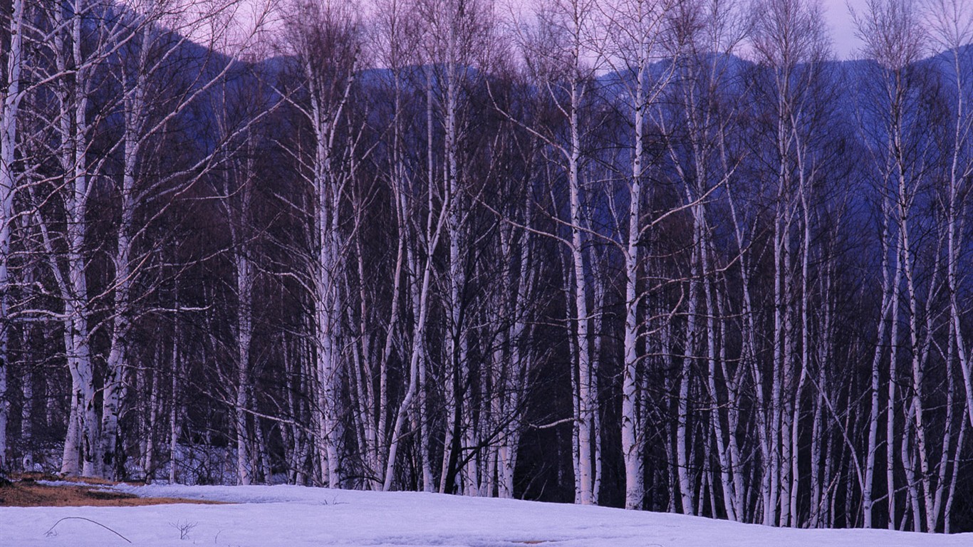 Snow forest wallpaper (1) #4 - 1366x768