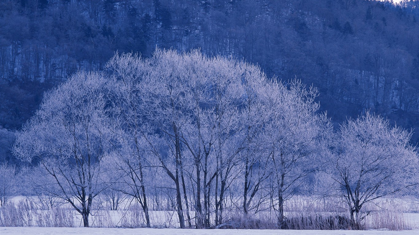 forêt, la neige fond d'écran (1) #8 - 1366x768