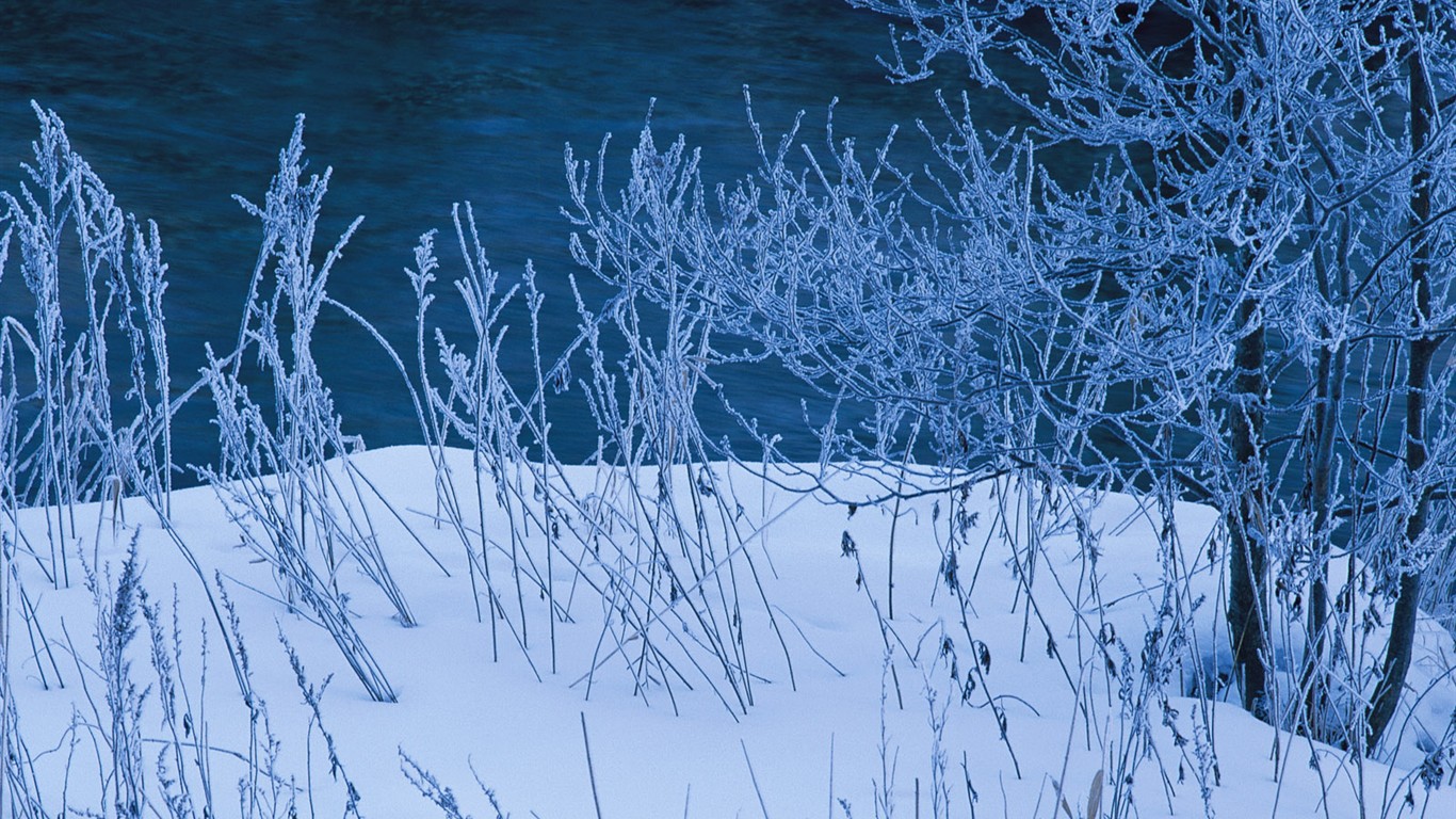 Sníh les tapety (1) #9 - 1366x768