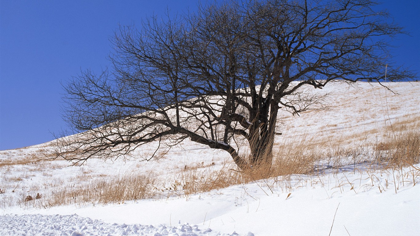 Snow Wald Wallpaper (1) #14 - 1366x768