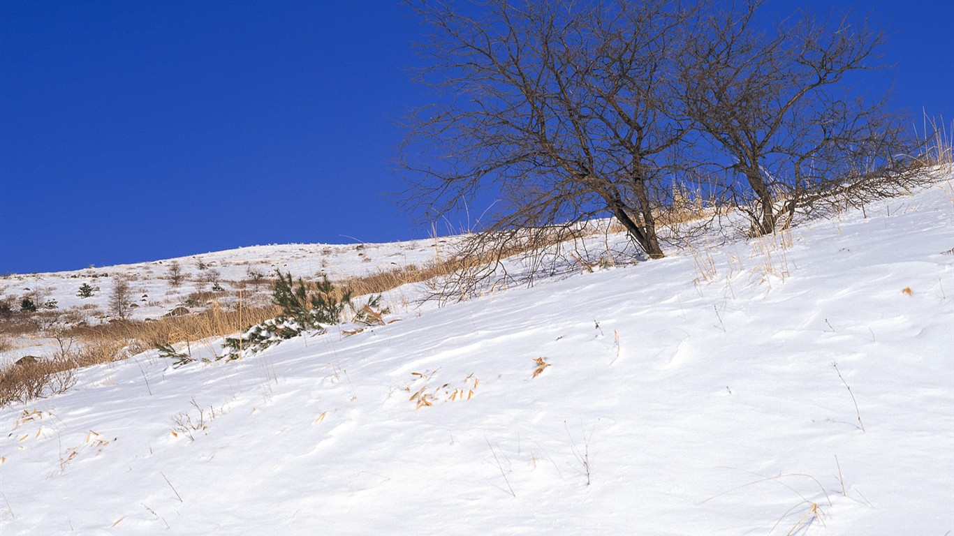 Sníh les tapety (1) #15 - 1366x768