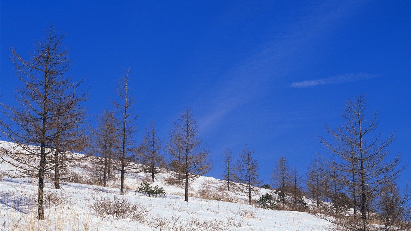 Sníh les tapety (1) #16 - 1366x768